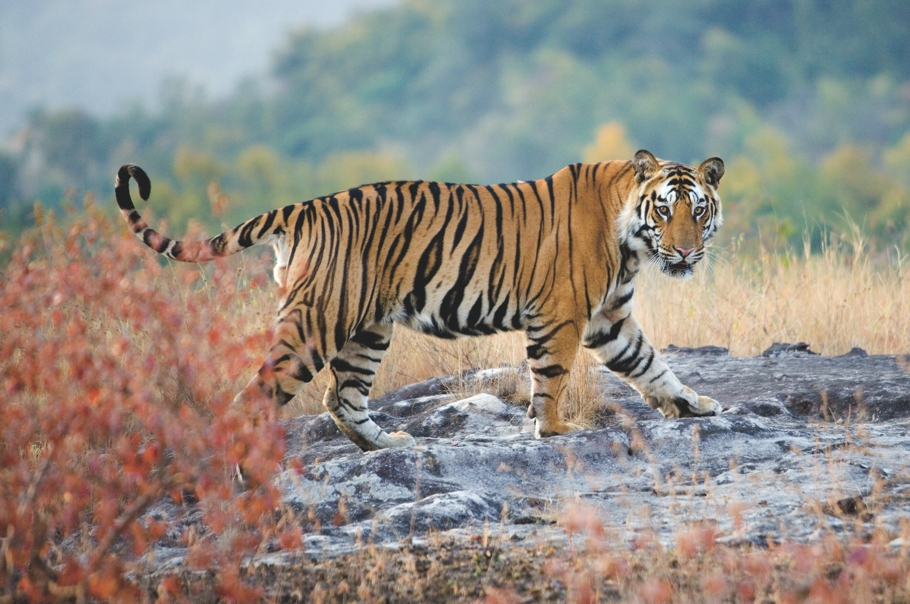 Wildlife at Pench