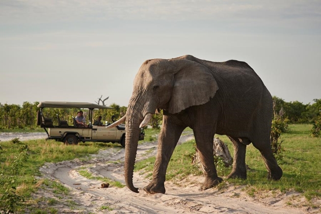 Elephant Safari