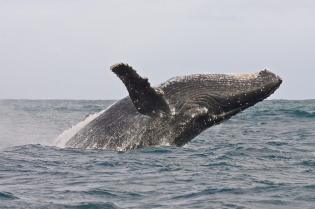 Whale Watching