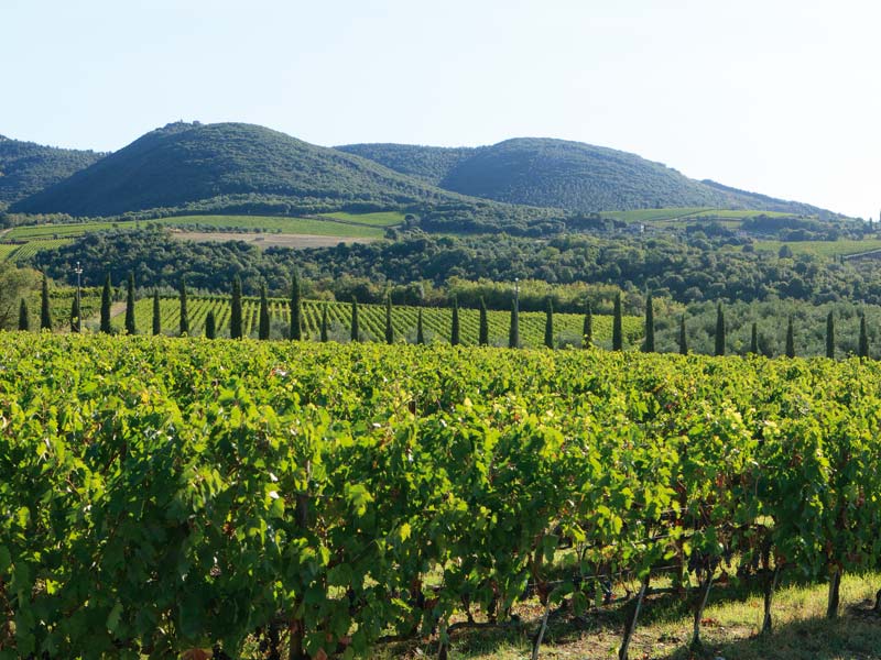 Vineyards in Tuscany