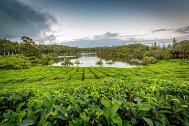 Tea Plantation at Bois Cheri