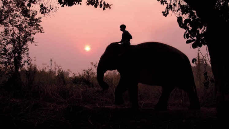 Elephant Trek