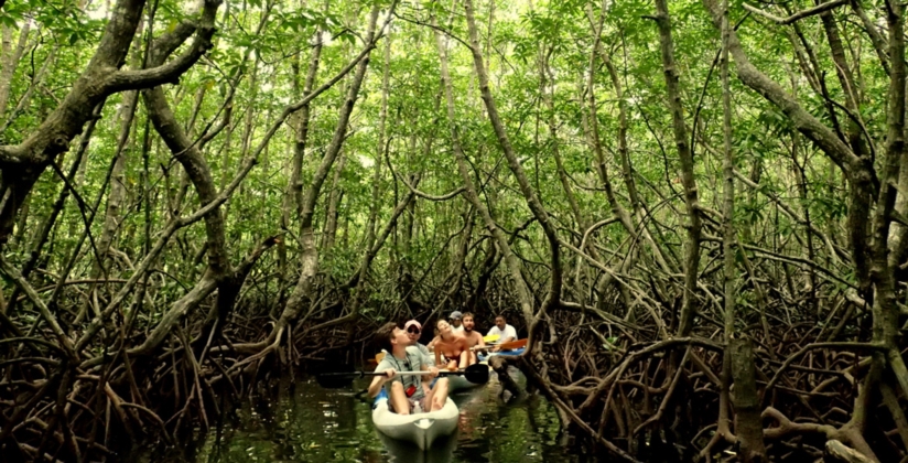 Kayaking in the mangroves