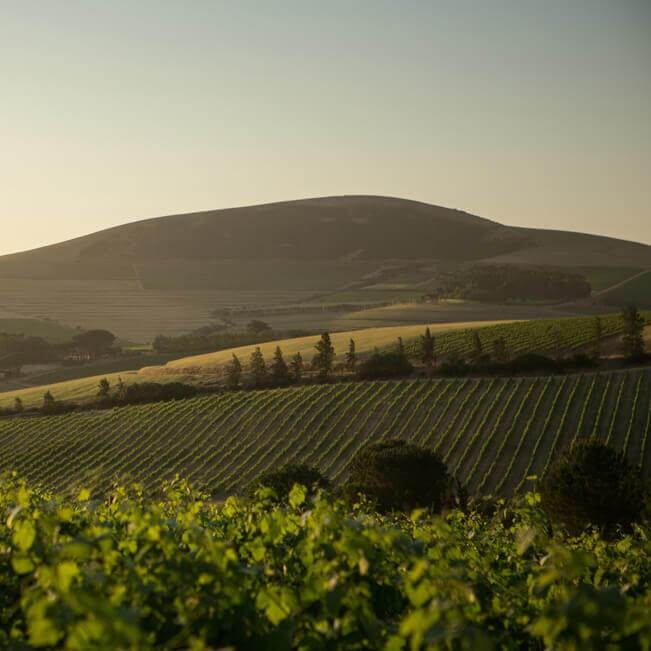 Rolling Vineyards