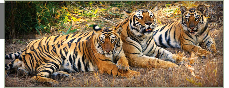 Tigers at Bandhavgarh