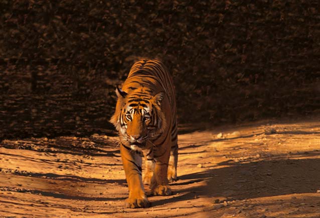 Glimpse of wildlife at Ranthambore