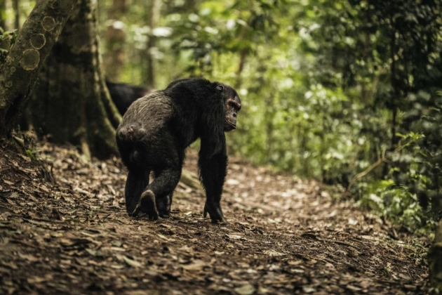 Primate tracking