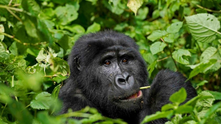 Gorilla Tracking