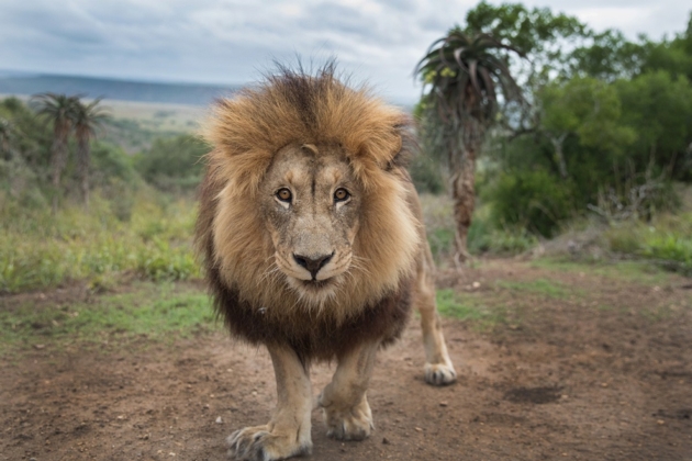 Born Free Big Cat Sanctuary