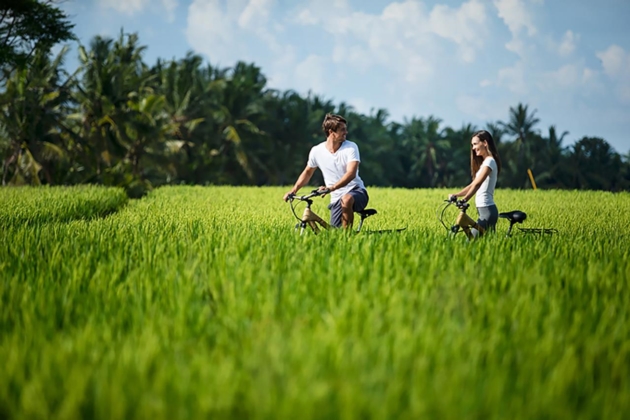 Cycling in the paddy fields