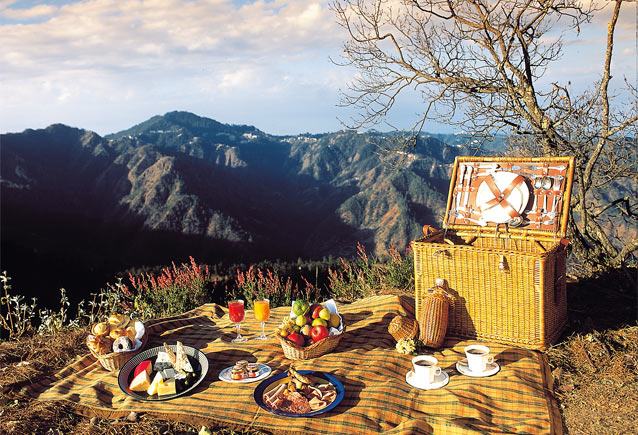 Gourmet picnic in the forest